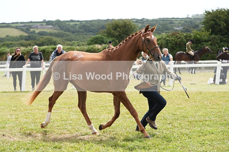 DSC06062 - Class 54: Hunter/Riding Horse/Hack 1 & 2 yr olds