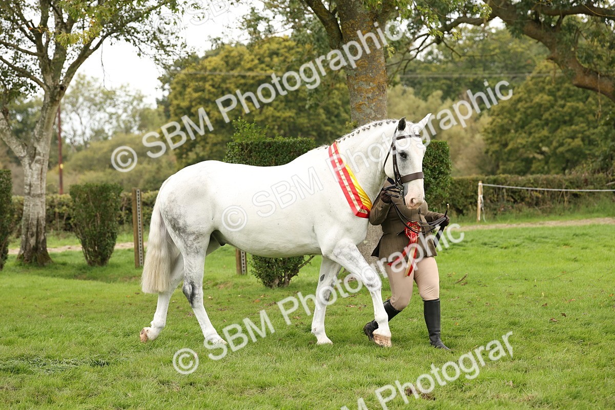 SBM_60885 - In Hand Horse Supreme Championship