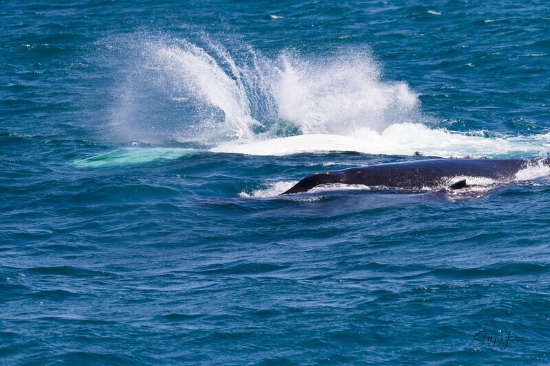 Mum escort and baby 0A3A6243 - Humpback Whales