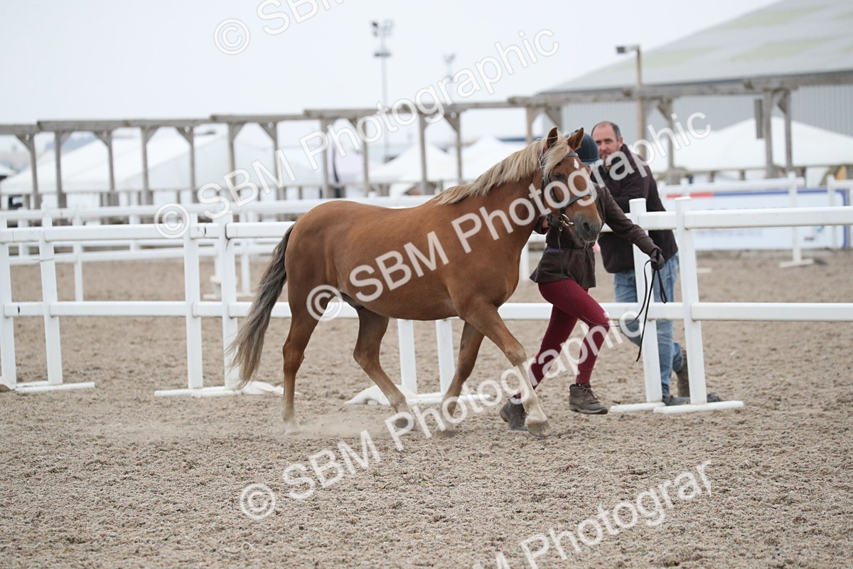SBM_18367 - Class 318 IH Part bred Horse/Pony