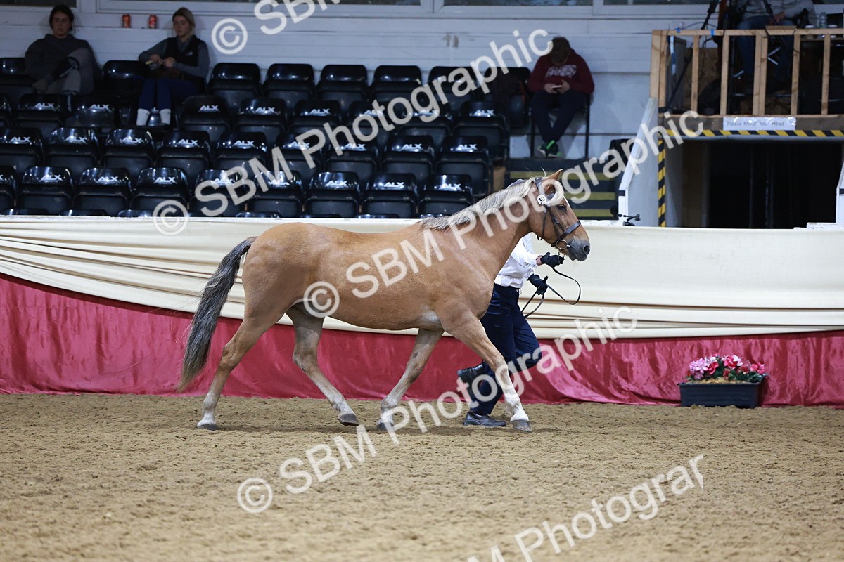 SBM_20068 - Class C - Novalty Champ