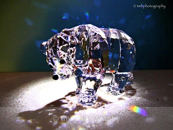 Crystal Bear. - Low Light Photography