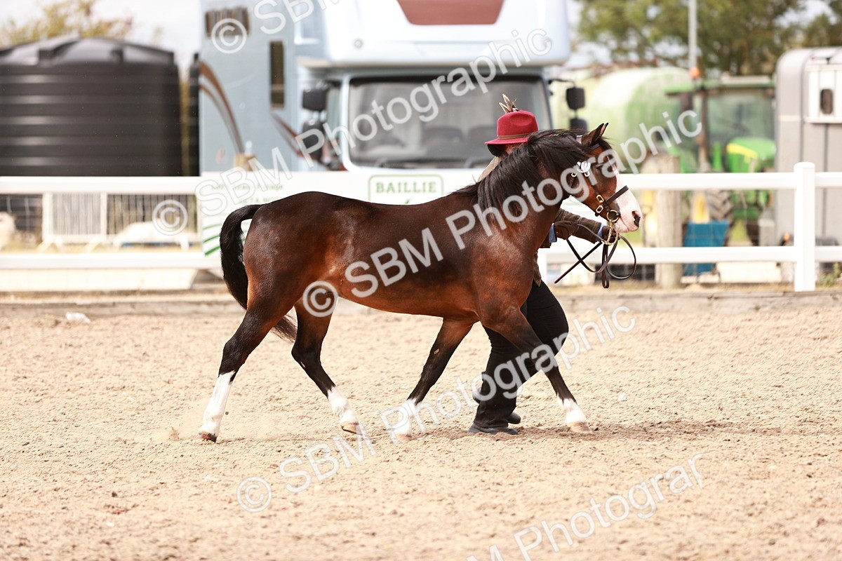 SBM_16311 - Class 413 - Best Condition - Adult