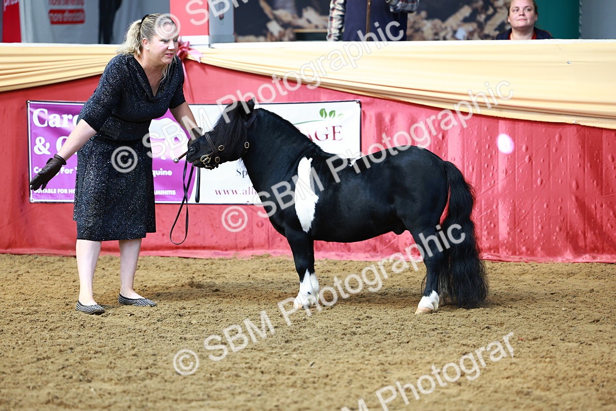 SBM_23107 - Class 903 - Supreme Final - IH Pre Vet