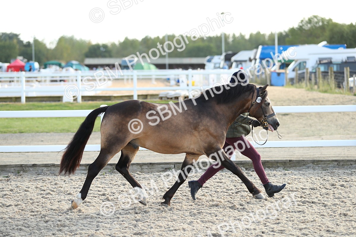 SBM_08941 - Class 29 IH Veteran Pony
