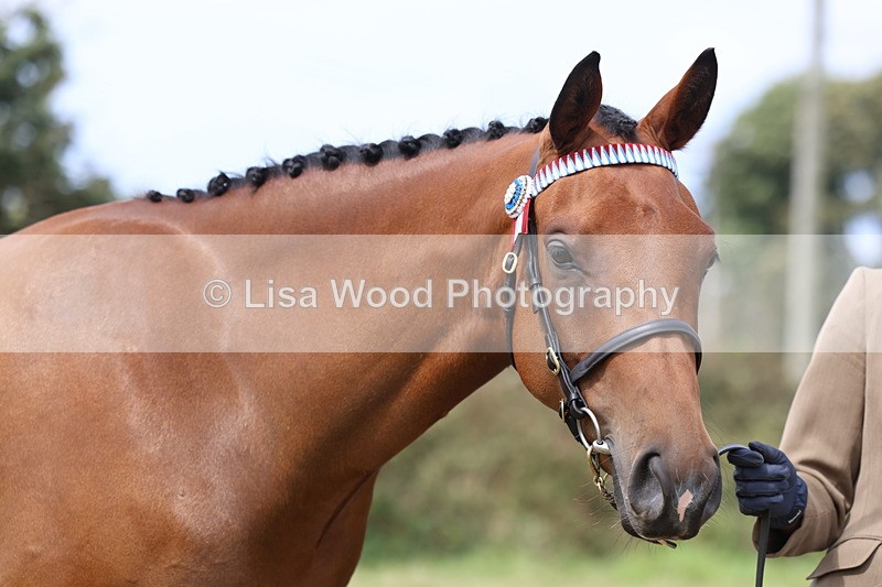 3E7A5576 - Class 20: Sports Horse In Hand