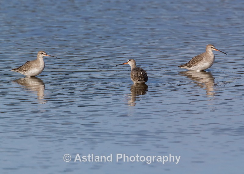Astland Photography, Bird and Wildlife Images, Susan and Peter Wilson, U.K.