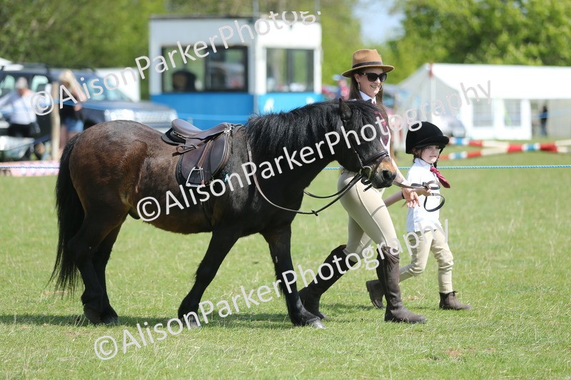 20250427-3415 - Class 8 - Handsomest Gelding