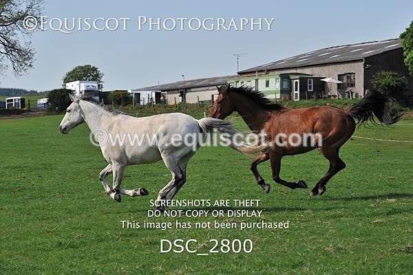 DSC_2800 - ARCHIVE REQUEST - Quincy and Guinness