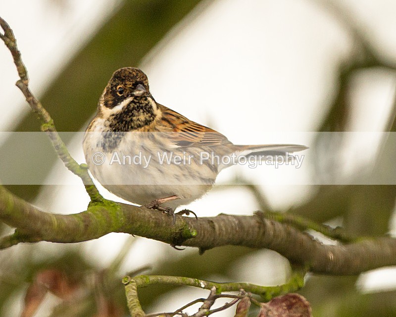 20130119-_MG_2104 - Buntings