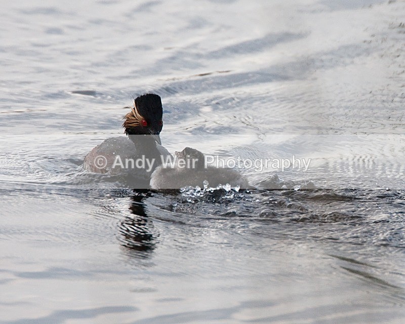 20080604-057 - Black-necked Grebe