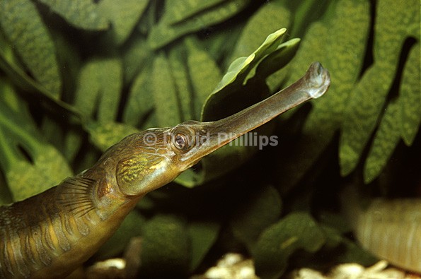 Greater Pipefish - Marine Life