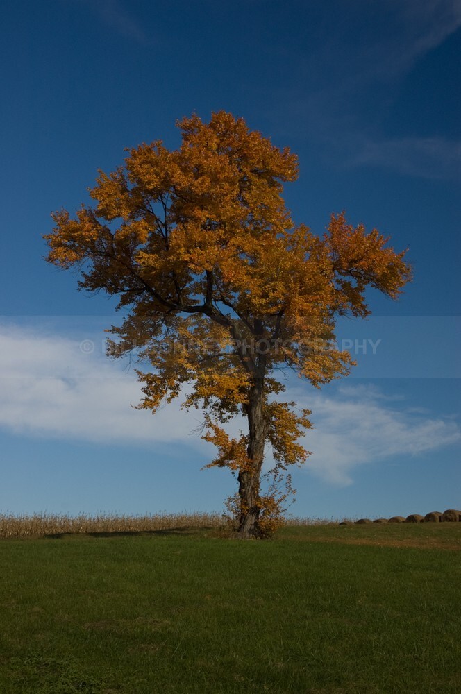 DSC_0048 - The Tree Project