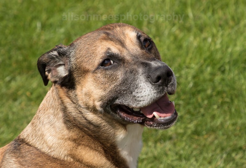  - Pet Photography