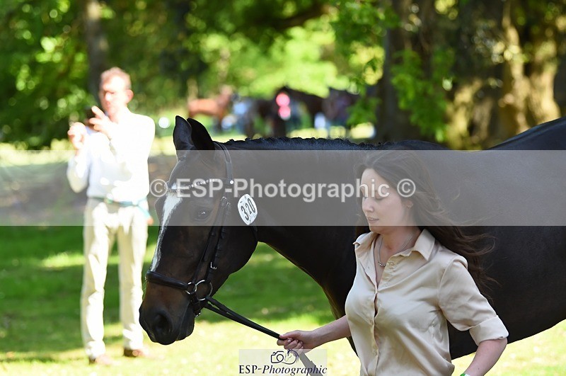 230524-151934-00208 - 320-CAVALIER_GUNFIRE-Tabitha_Baker-WEDTrotUp+DR