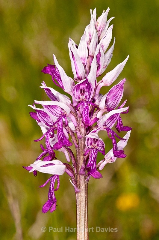  - Orchids - Orchis