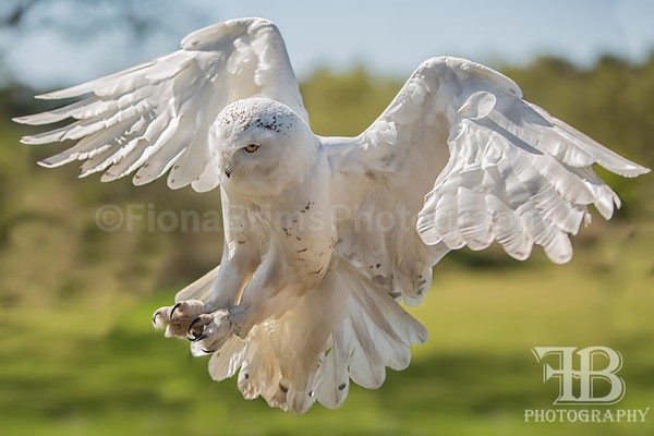 wow may-11 - Birds of Prey
