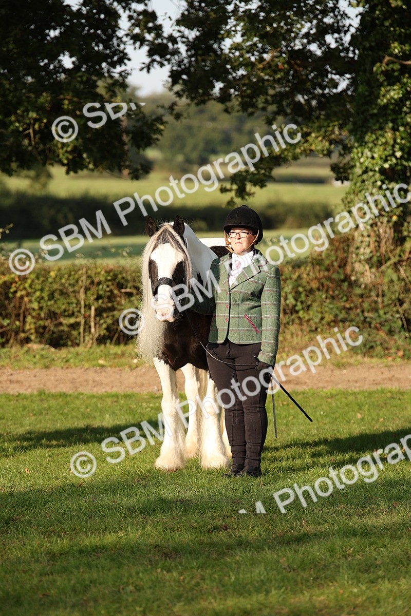 SBM_58771 - S51 - Piebald & Skewbald Horse In Hand