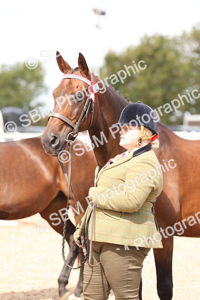 SBM_15374 - Class 210- IH Show Horse
