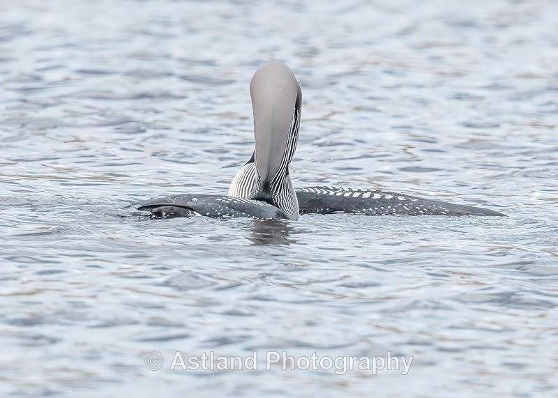 Black-throated Diver - Latest Images