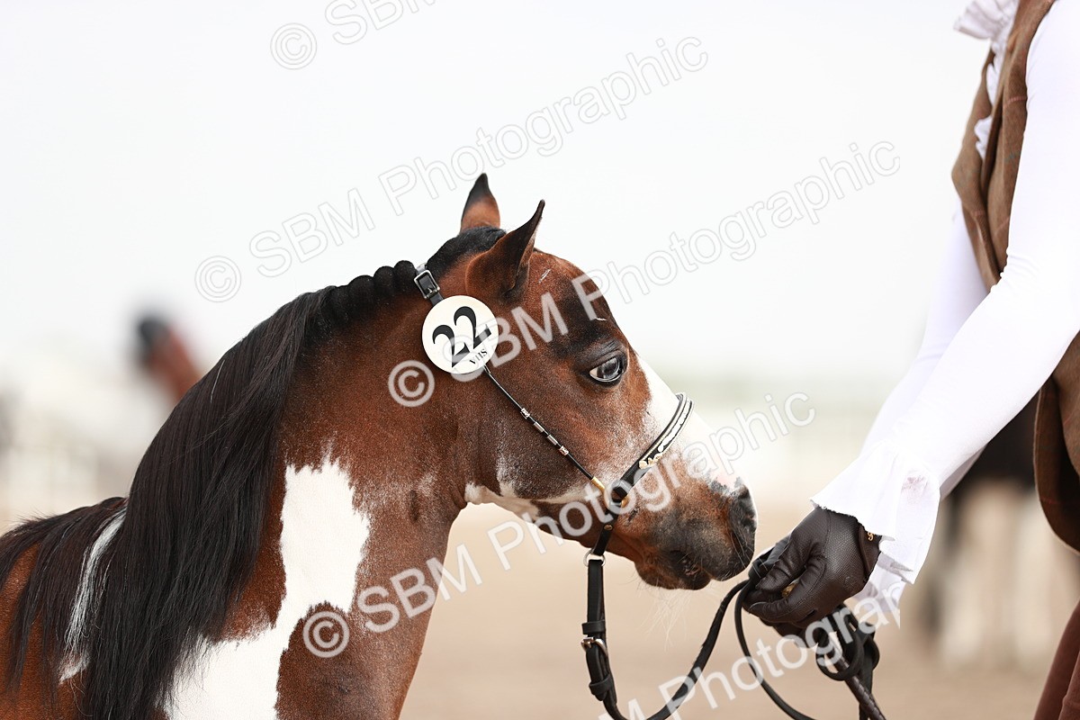 SBM_11850 - Class 206 IH Non Show Type Pony
