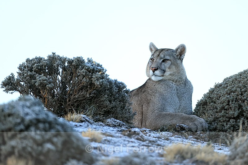 Puma Brissa watching from ridge, Torres del Paine, Chile - Puma