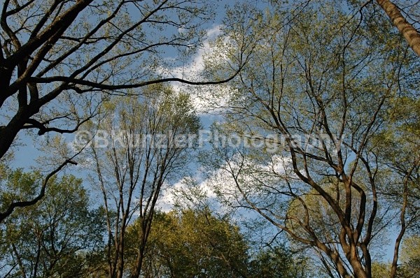  - Central Park Springtime