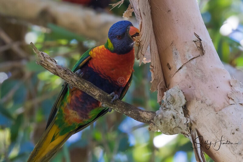 Lorikeet eating paperbark 4 0A3A4565 - Lorikeets