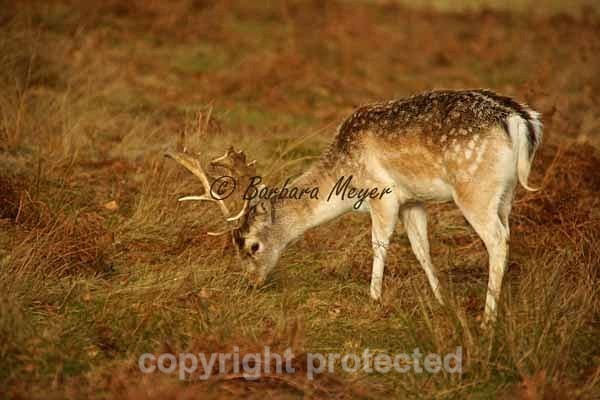 Fallow Deer Stag - Bradgate Park - Bradgate Park