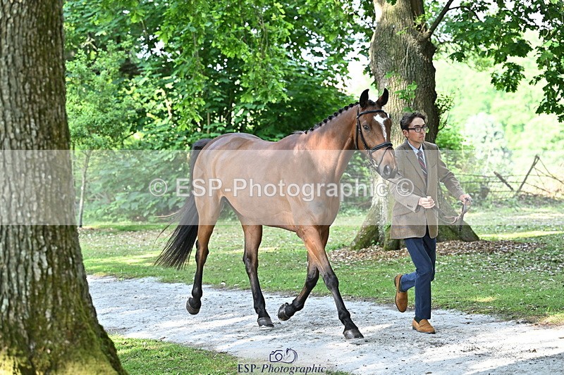 250521A-164631-01320 - C-258-Bill.Levett-ITALIAN.HARLEQUIN.NJ