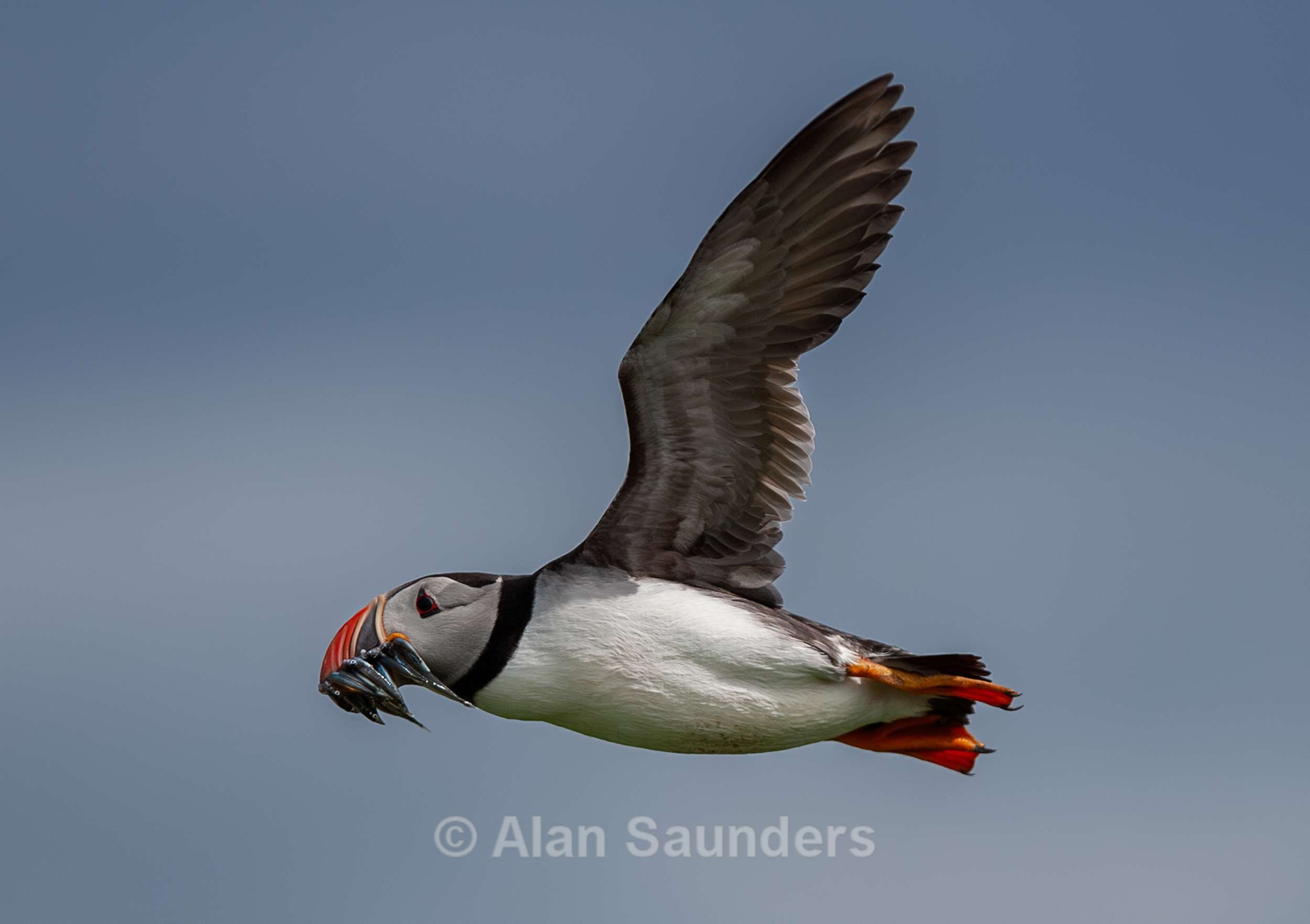 Puffin 10