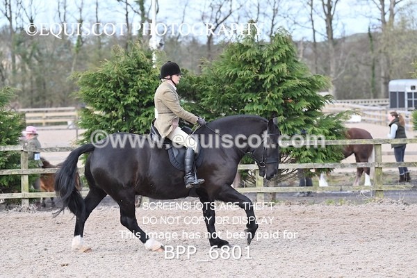 BPP_6801 - RING 1  (RIDDEN HORSES / IN HAND / VETERAN ETC)
