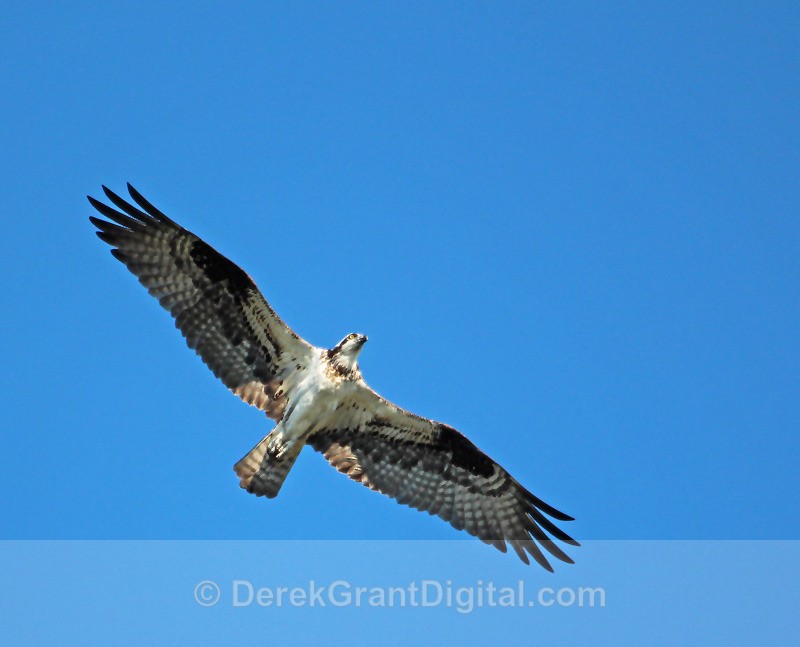Osprey in Flight - 2