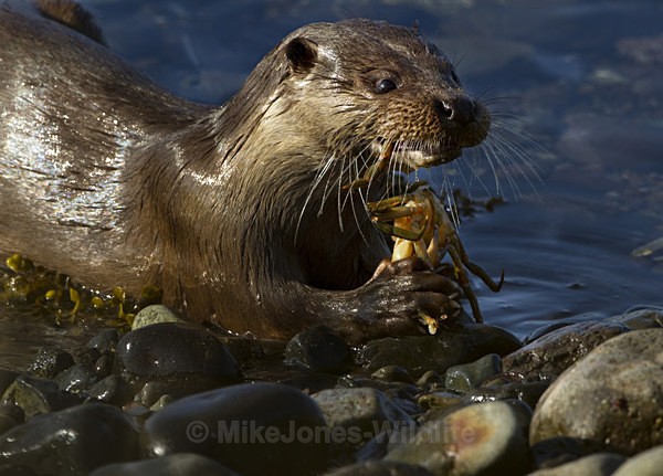 ' Otters, Isle of Mull ' (OTT/J/11/14)Otters, Isle of Mull, Scotland - OTTERS, ISLE OF MULL, SCOTLAND