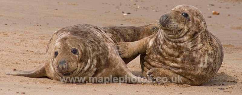 Norfolk Seals