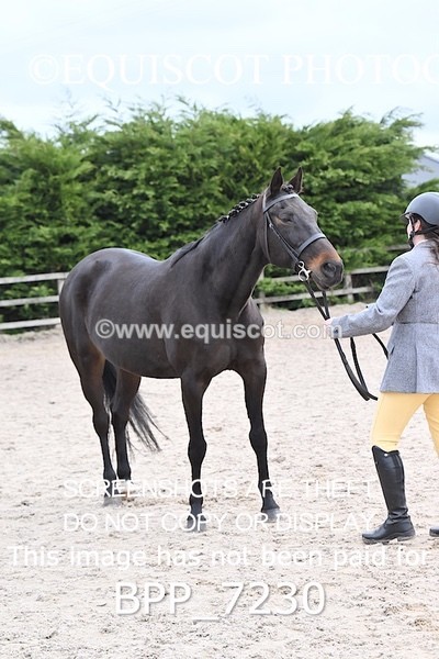 BPP_7230 - RING 1  (RIDDEN HORSES / IN HAND / VETERAN ETC)