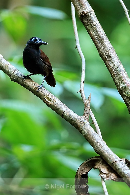 Chestnut-backed Antbird (male) perched, Osa Peninsula, Costa Rica - Chestnut-backed Antbird