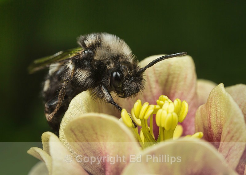 Melecta albifrons (f) - Melecta albifrons