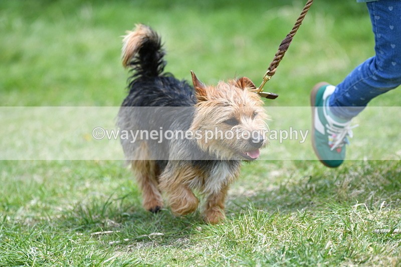 WJ5_0462 - Class 7 Best Terrier