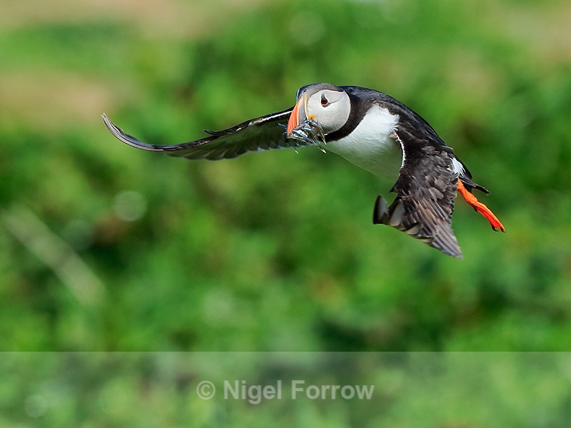 Puffin on rapid landing approach to burrow, Farne Islands - Puffin