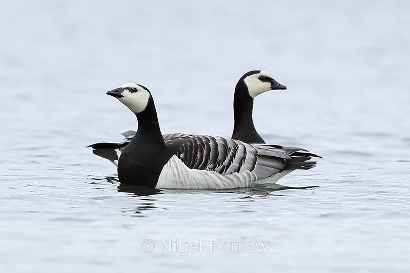 Pair of Barnacle Geese, Jokulsarlon, Iceland - Barnacle Goose