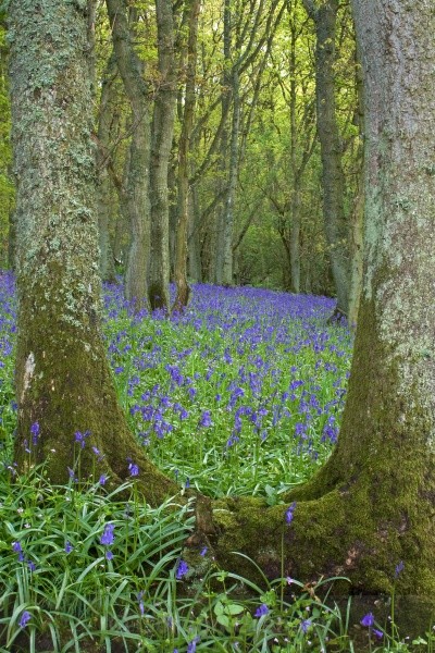 Bluebell wood (1) - General