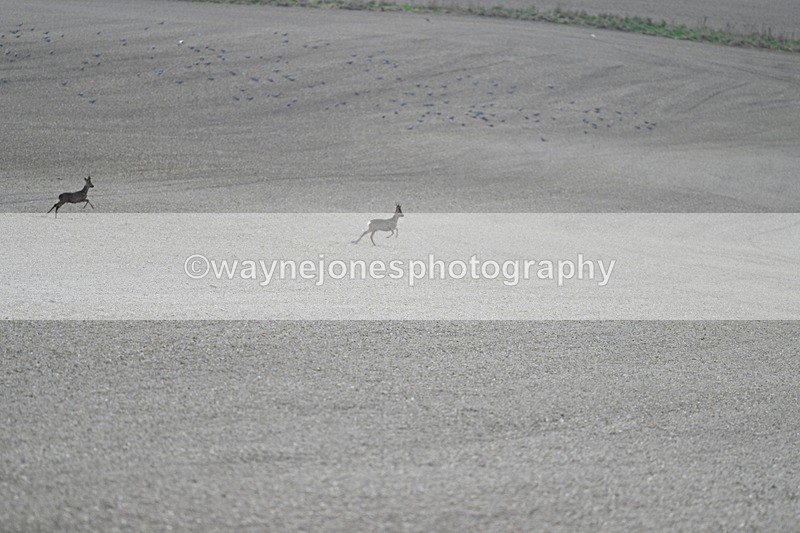 WJ7_7964 - Line 2 A camera