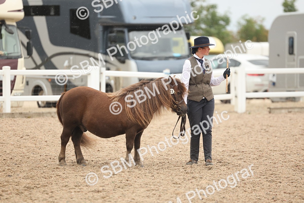 SBM_19346 - Class 317 - IH Pure Bred Horse-Pony