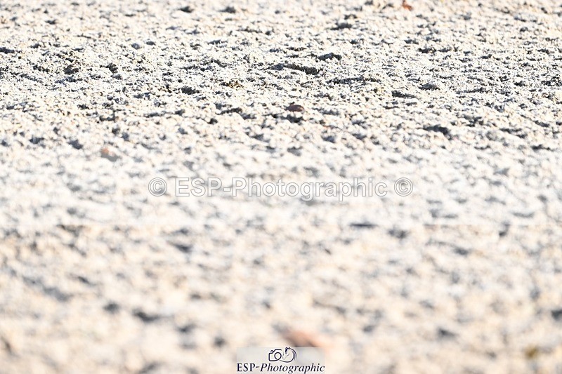 231110-131039-00876 - Cls 4 Novice 39Q