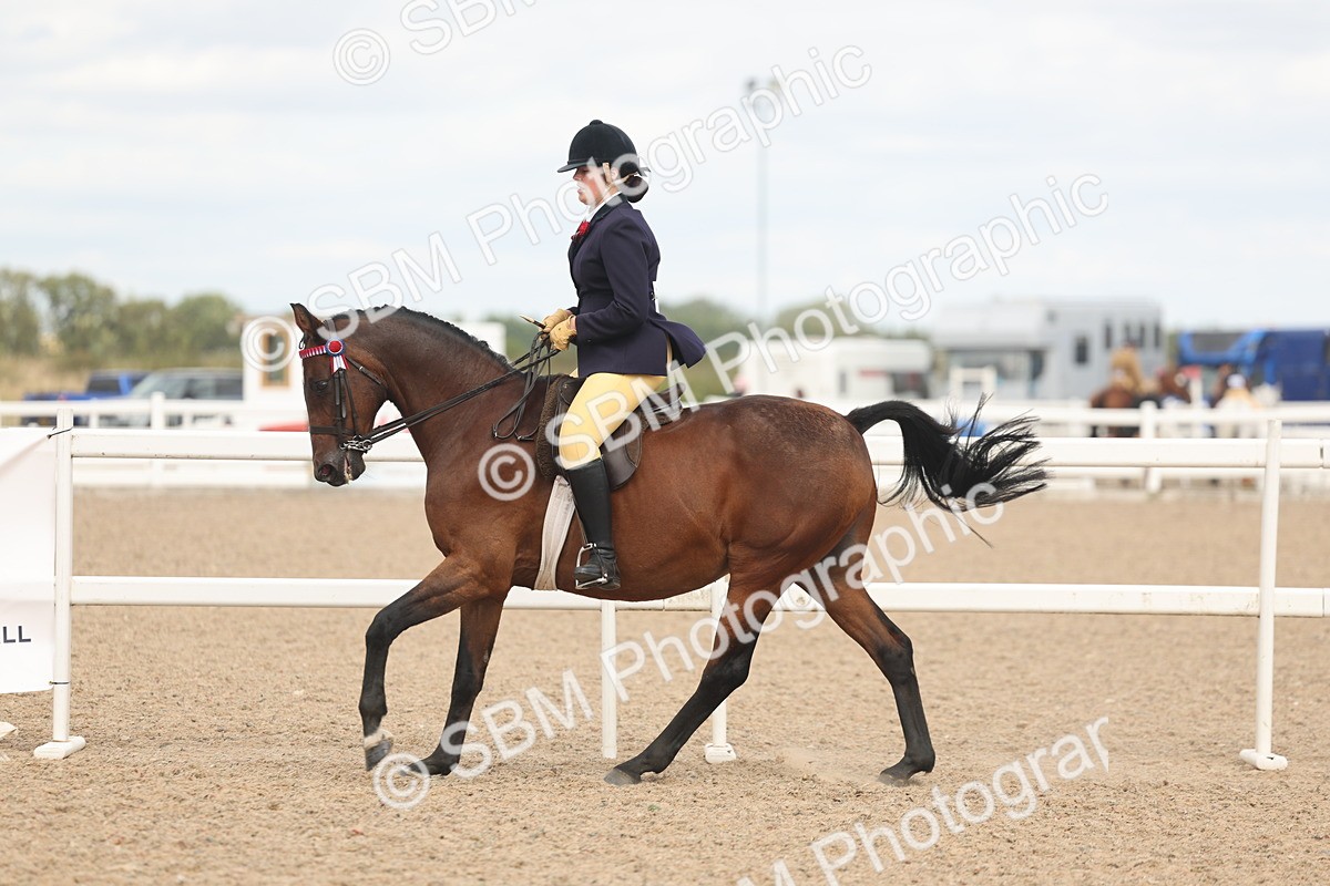 SBM_16014 - Class 311 - Ridden Show pony-Show hunter Pony