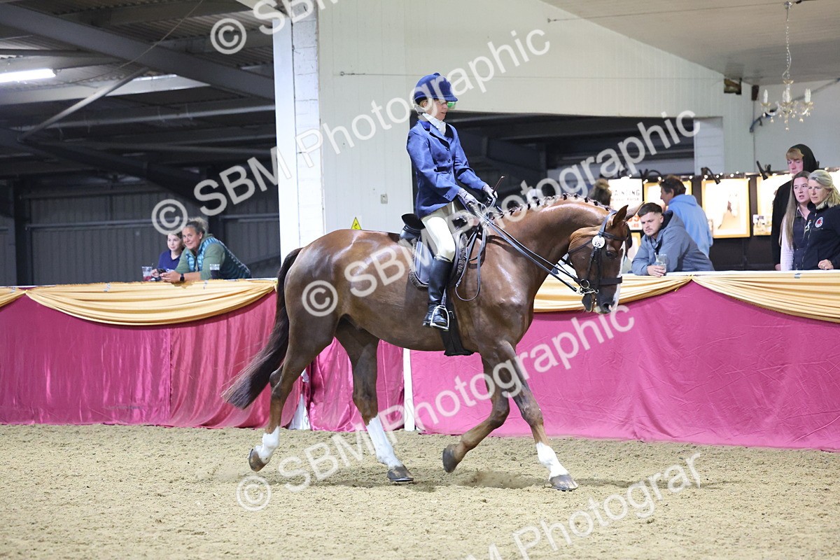 0B8A4473 - Class O Ridden Show Horse Champ