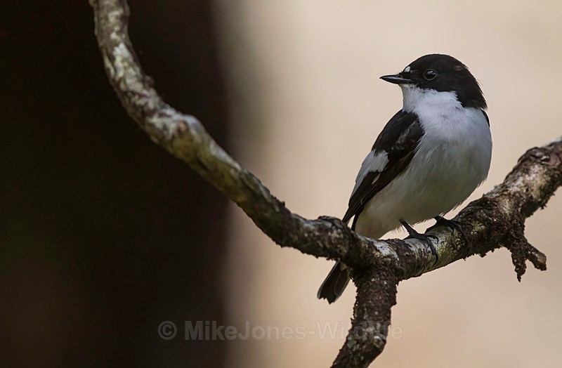 pied flyvatcher 2025 15 - PIED FLYCATCHER