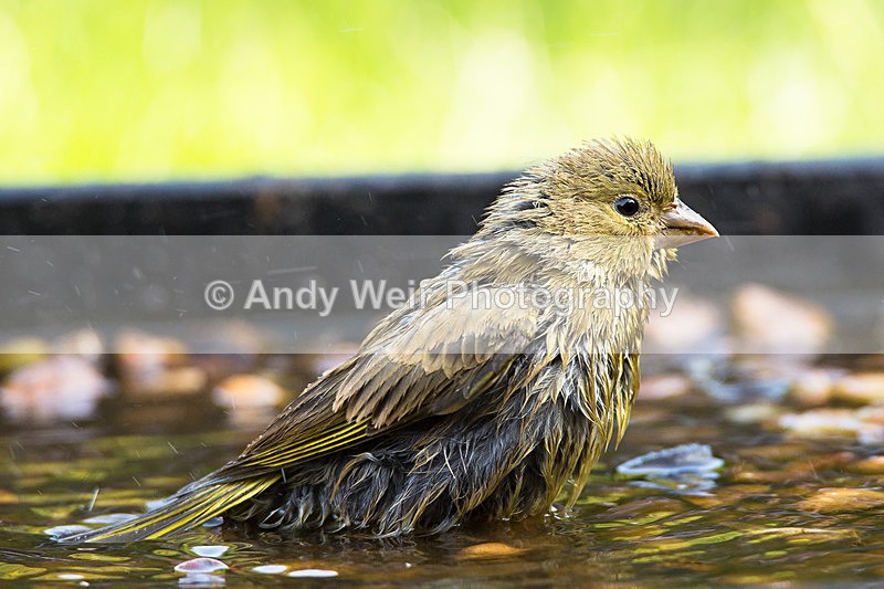 20140518-3K8A1545 - Greenfinch