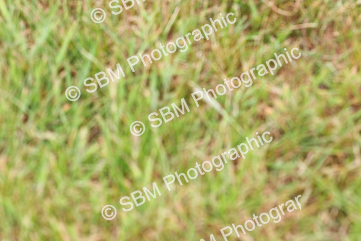 SBM_08417 - Class 42-43 - LIHS BSPS Heritage Working Sports Pony